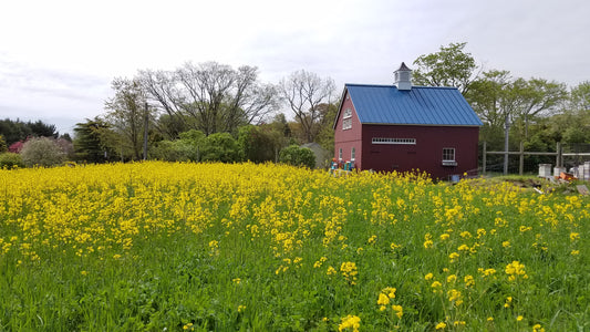 Pure Beeswax - 4 Pounds