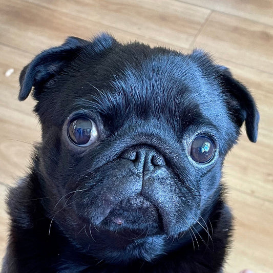 Anna from Blossom Meadow Farm