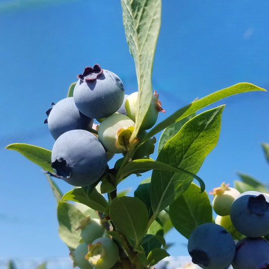 Blueberry-Violet Jam