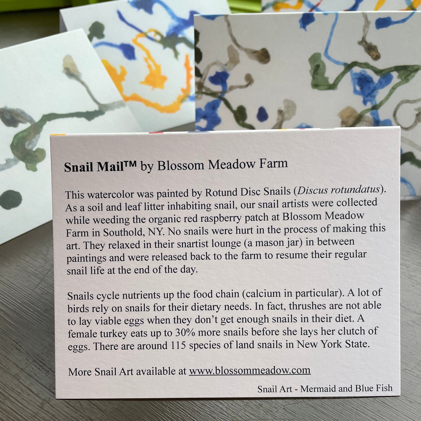 Snail Mail, Blank Note Cards with Envelopes (6-Card Variety Pack)