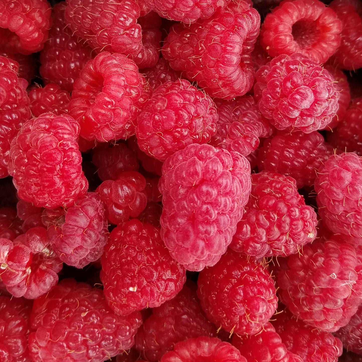 Red Raspberry Jam