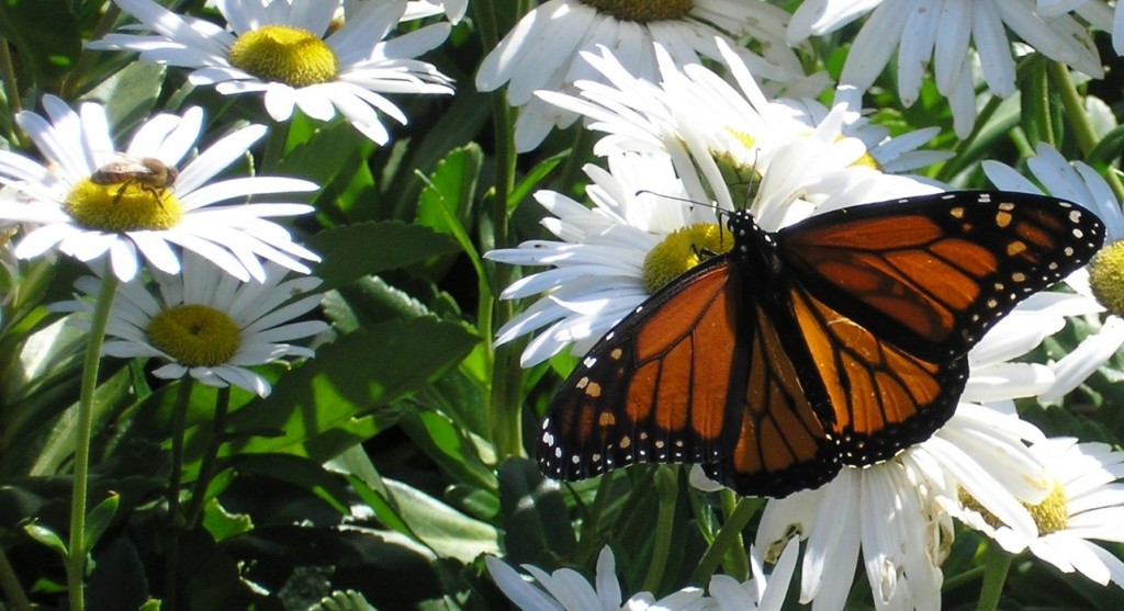 https://blossommeadow.com/about/monarchs/